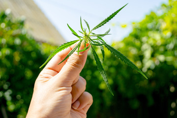 Green leaf of cannabis, background image. Thematic photos of hemp