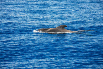 Delfin bei Klippen von Los Gigantes, Teneriffa © Michael Eichhammer