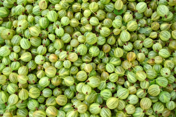 Freshly picked harvest of green gooseberries
