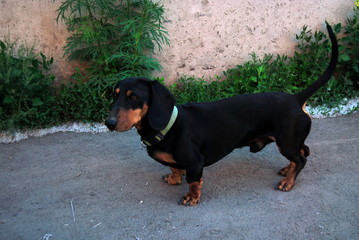 Dog Dachshund on the street