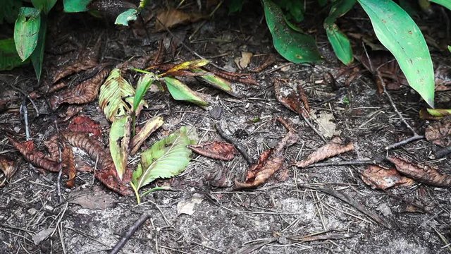 Forest anthill from straw