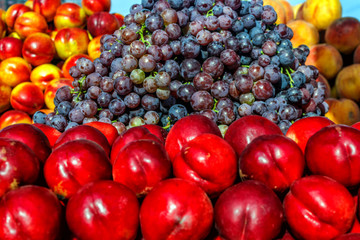 Grape clusters of blue grapes on a table among fruits.