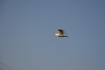 silhouette of a bird in flight