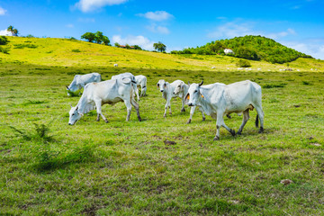Fototapeta na wymiar White cows in green grass