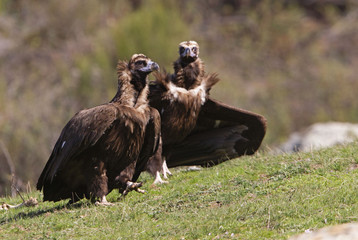 Black vulture. Aegypius monachus