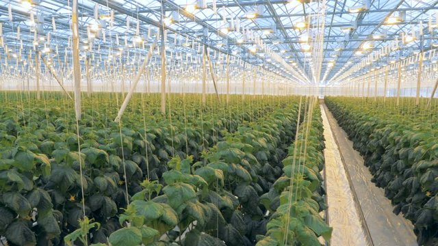 Big greenhouse with lots of plants. Many rows of cucumber plants in one greenhouse.
