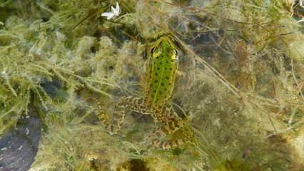 frog in the water, amphibians