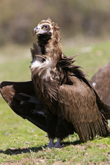 Black vulture. Aegypius monachus