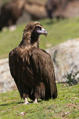 Black vulture. Aegypius monachus