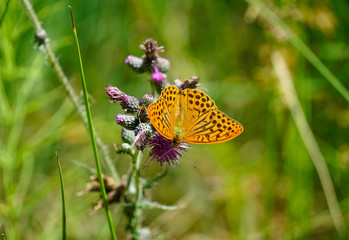 beautiful butterfly closeup