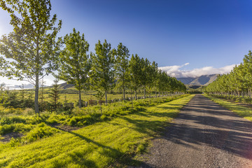 Obraz premium Nature