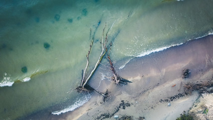Fototapeta premium Dead pine tree on the beach cape Kolka, Baltic sea, Latvia