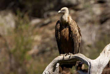 Gyps fulvus. Griffon vulture