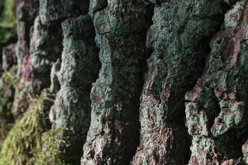 moss and lichen on oak bark macro