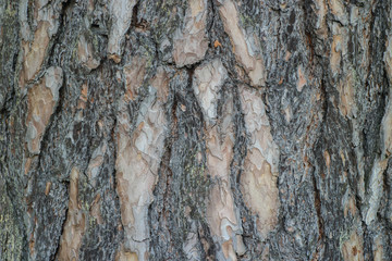 pine tree bark background texture