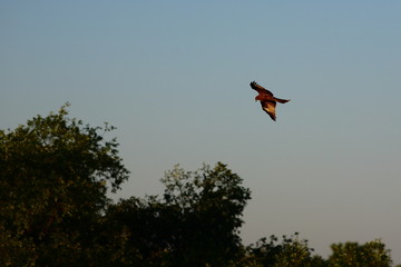 kite in the sky at dawn