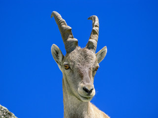 chamois