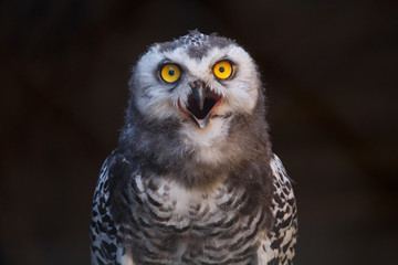 Fototapeta premium Micrathene whitneyi, the owl owl or dwarf owl with his mouth open while screaming. 