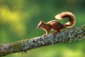 Red Squirrel on Branch - 215701390