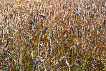 field of wheat