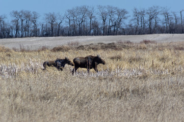 Spring Moose Field Canada