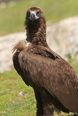 Black vulture. Aegypius monachus
