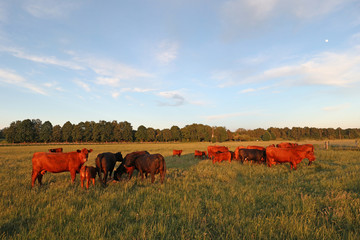 Eine Herde Angus Rinder im roten Abendlicht auf einer Kuhweide mit blauem Himmel