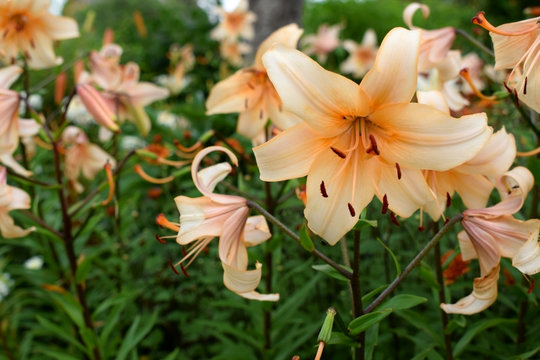 Close-up of a beautiful beige lily in the garden