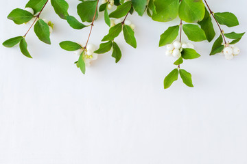 Branches with green leaves on a white background