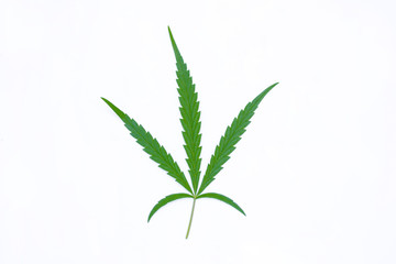 Isolated cannabis leaf. Thematic photos of hemp