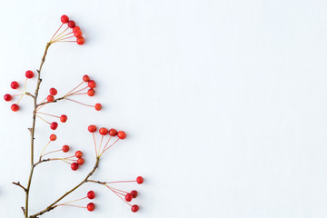 Branches with small red apples on a white background