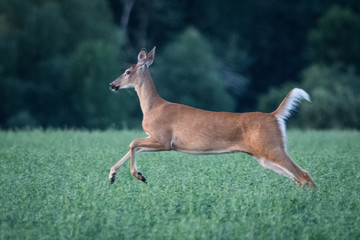 doe deer running