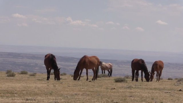 Wild Horses in the Colorado Desert