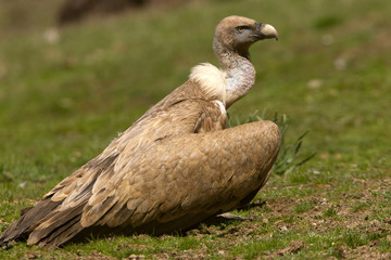 Gyps fulvus. Griffon vulture