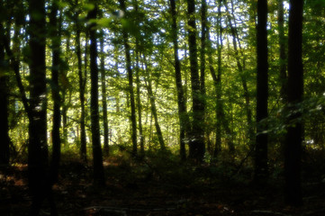 Światło w lesie