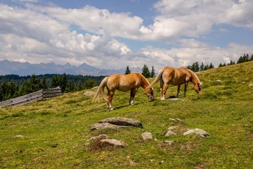 horses in the italian alpes