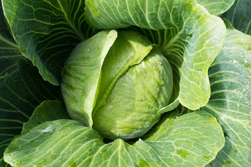 Fototapeta premium summer vegetables in the garden