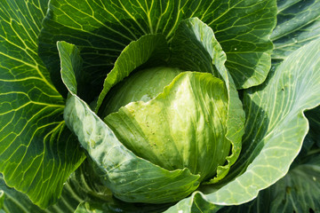 Obraz premium green vegetables in the garden