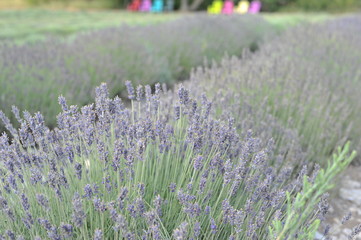 Lavender Fields 