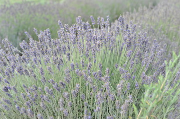 Lavender Fields