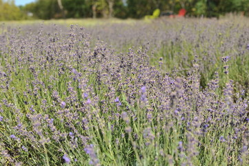 Lavender Fields