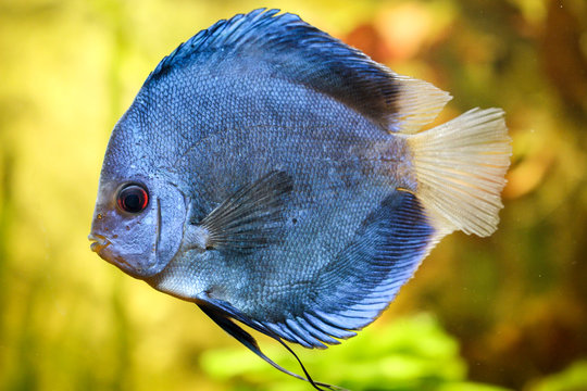 Diskusfisch, Diskusfische, Aquaristik