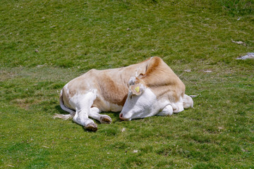 cow in the tirol alpes