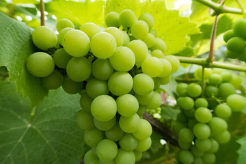  Bright green grapes on a branch