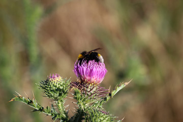 Biene, Hummel auf Blüte 