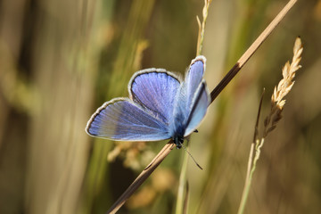 Bläuling, Schmetterling, Falter auf einer Pflanze 