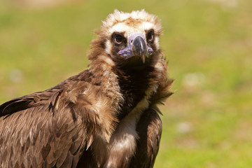 Black vulture. Aegypius monachus