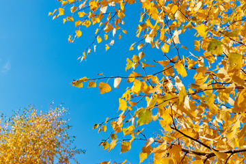 Colorful autumn leaves on a blue sky