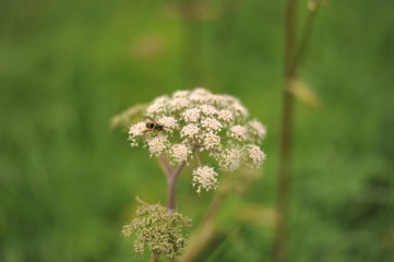 Bee on a Flower