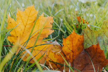 Colorful autumn leaves
